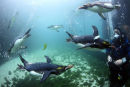 PENGUIN DIVING 8